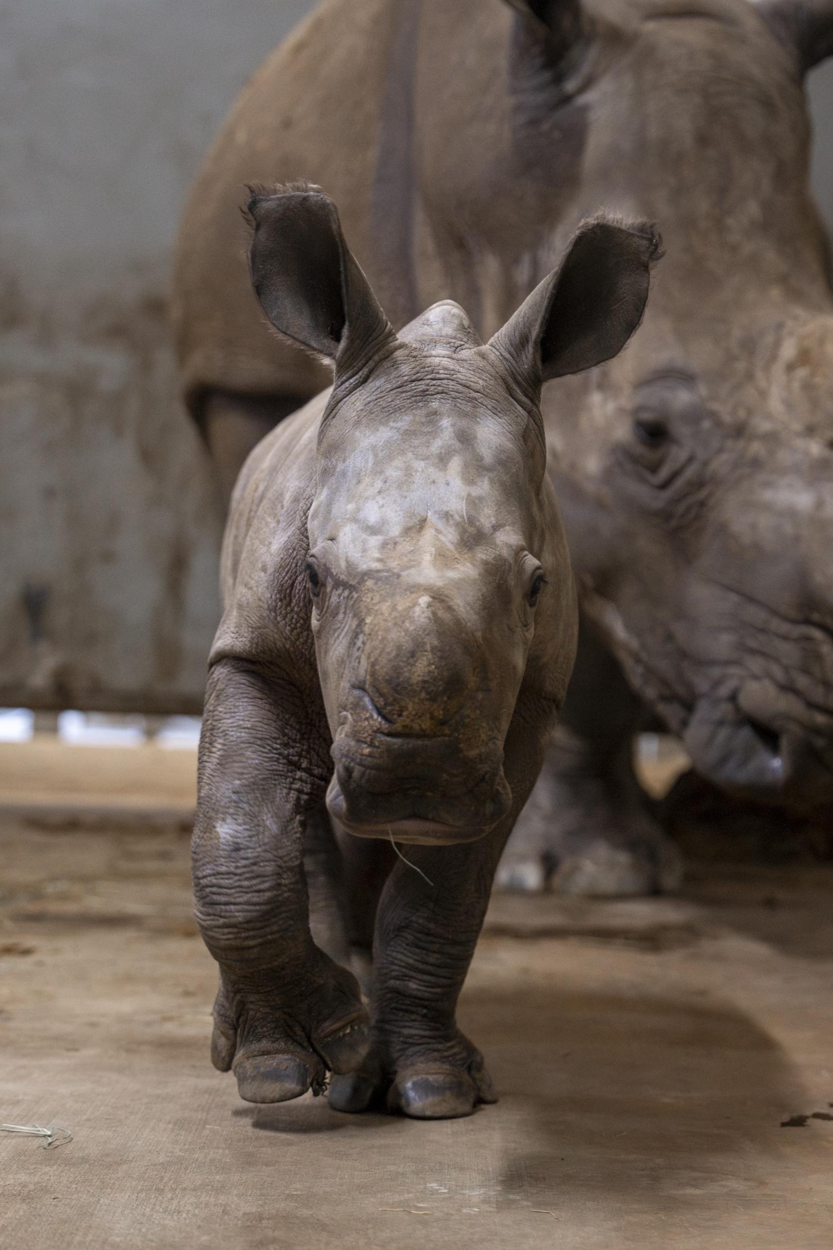 Second Rhino Calf of 2026 Born at The Wilds, Highlighting Rhino